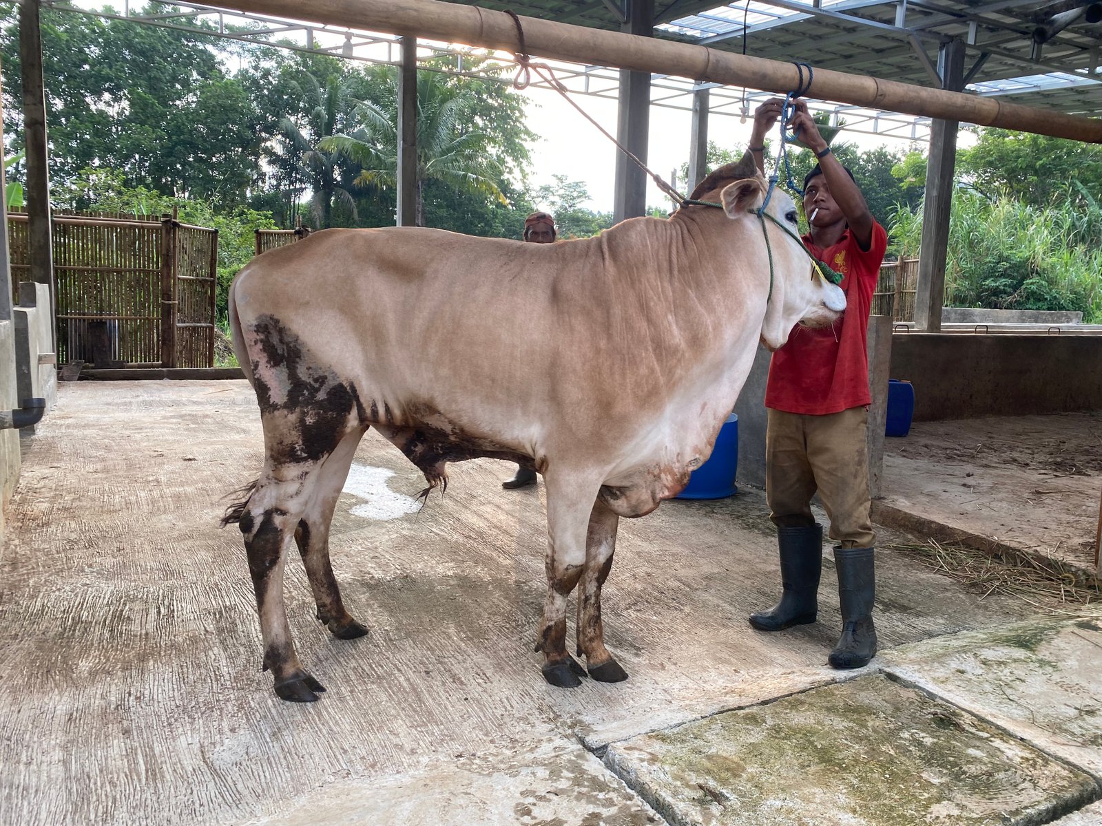 Sapi 8